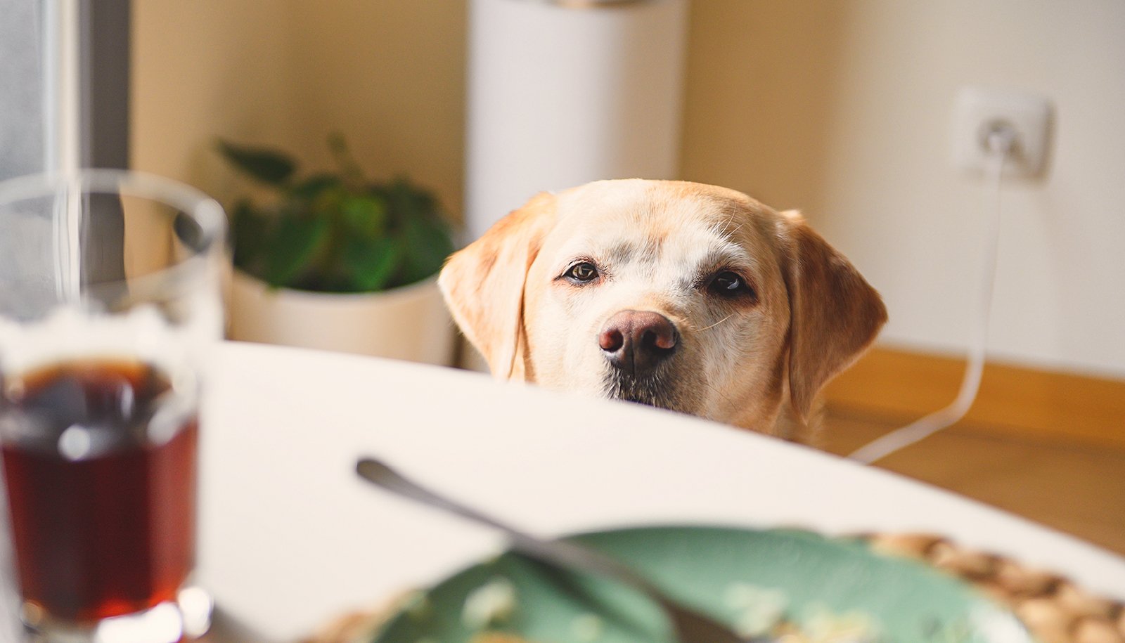 Is Thanksgiving Food Safe For Dogs?