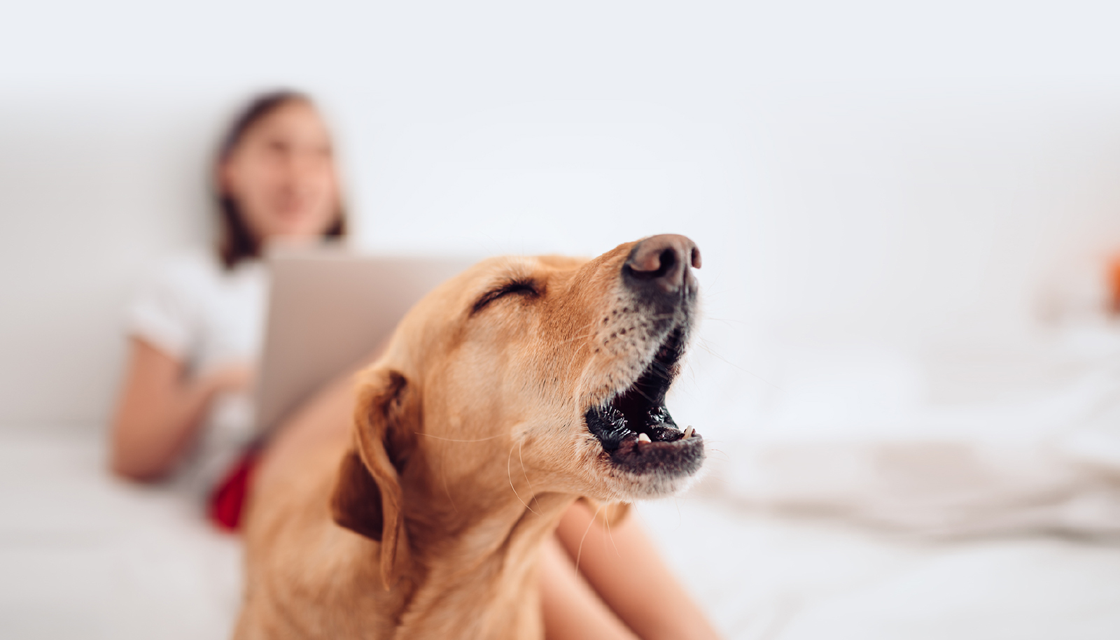 Renters Insurance & Dog Bites