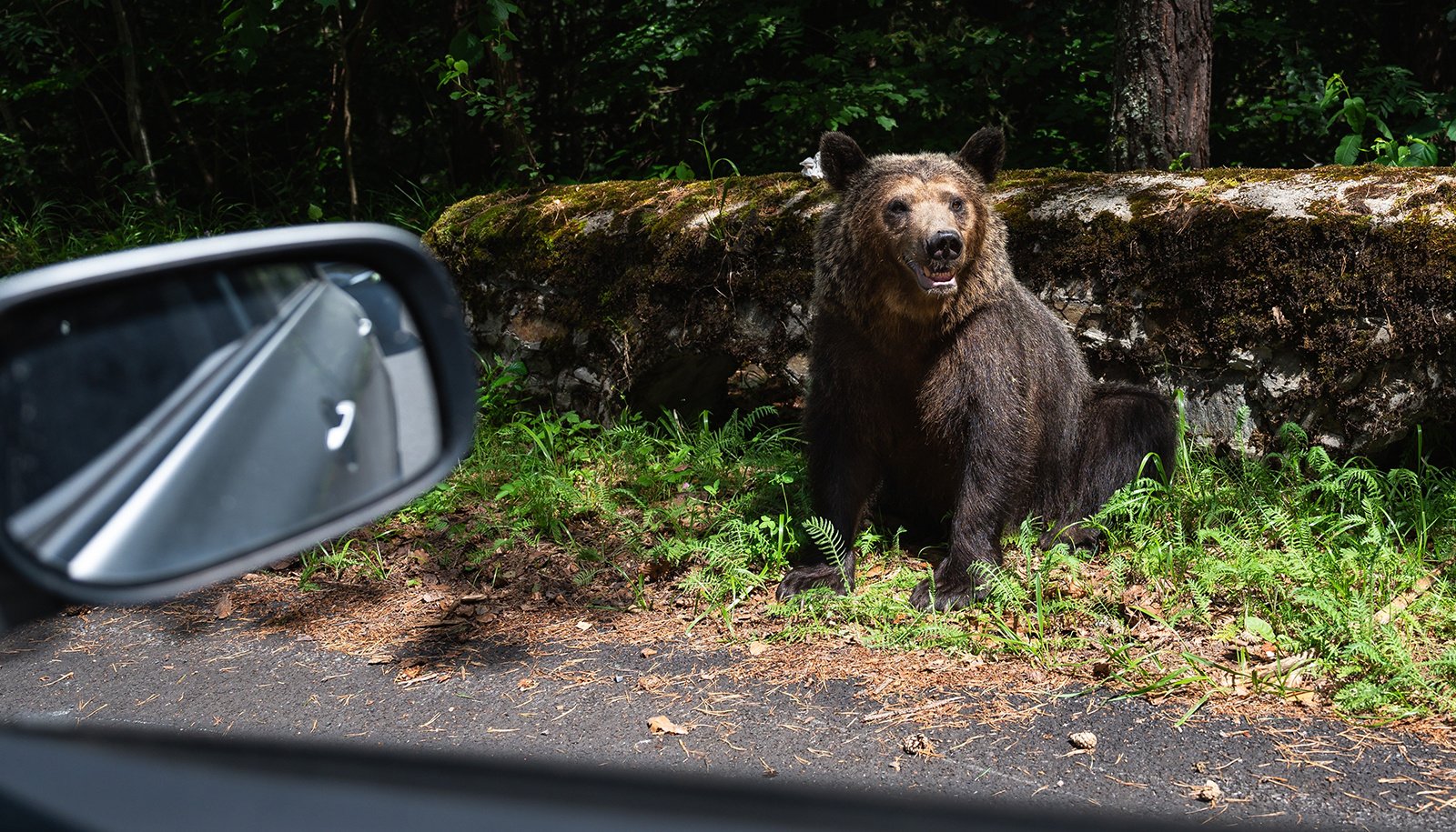 Does Car Insurance Cover Bear Damage?