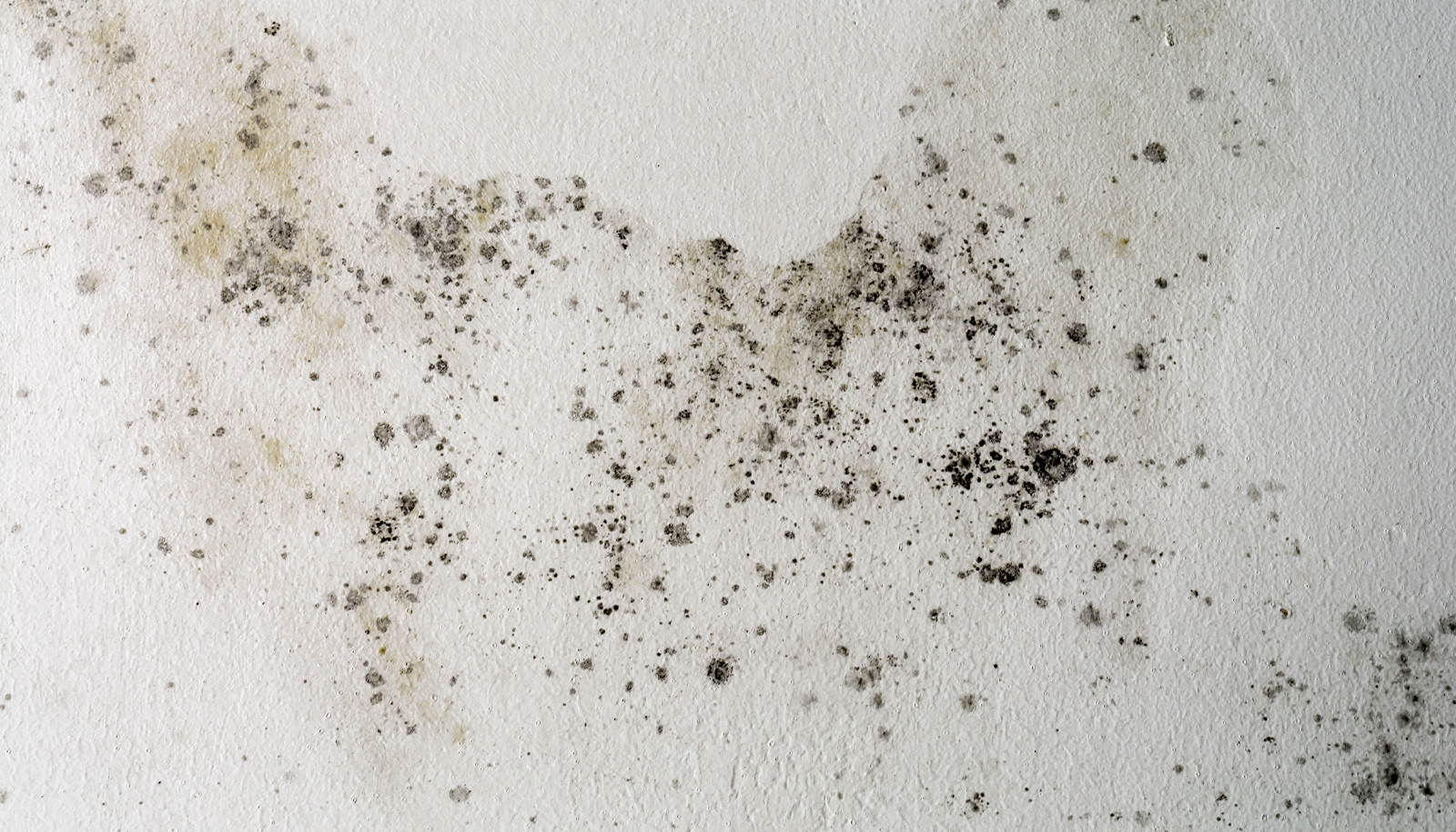 Homeowners Insurance & Mold: What You Need to Know