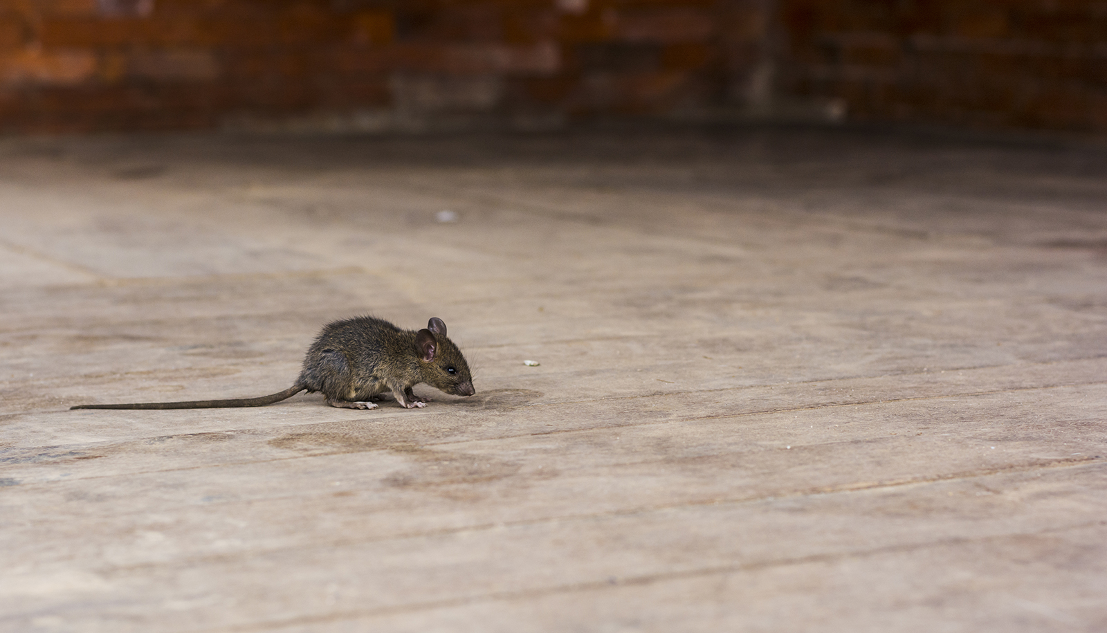 Pest control what you need to know