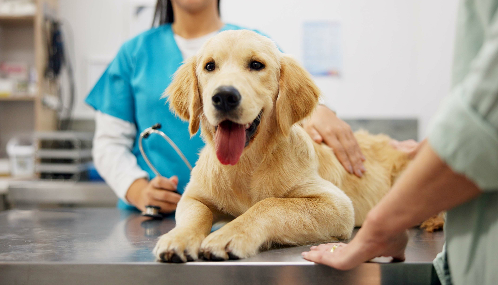 How Can Preventative Care Save You Money on Pet Insurance?