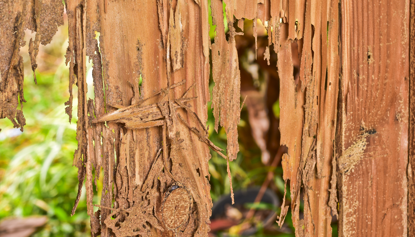 Does Home Insurance Cover Termite Damage?