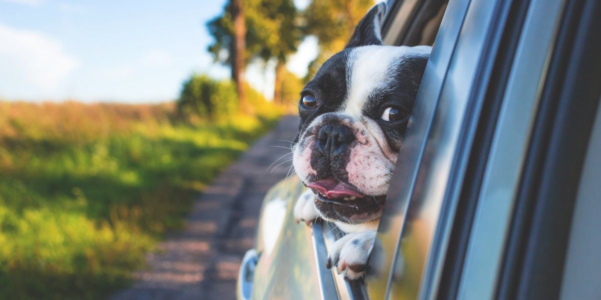 Traveling with a Pet Soon? Read This First.